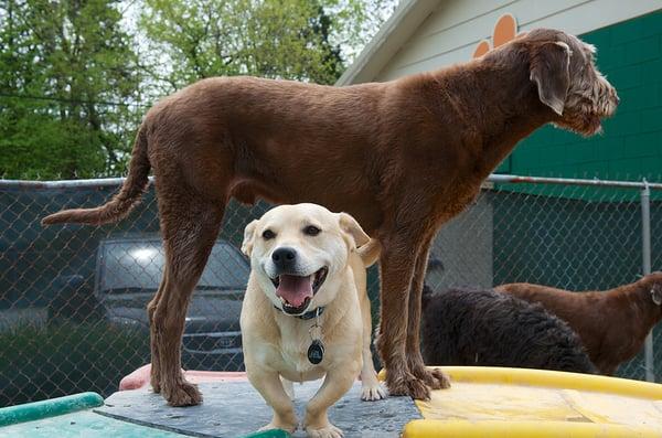 Dan the man in daycare at Fern Creek Pet Resort.