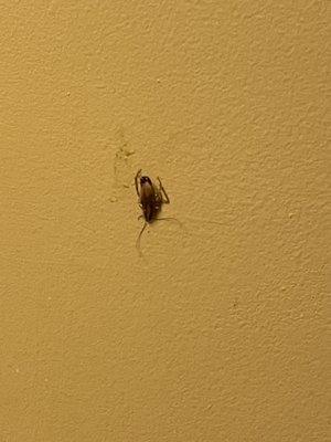 Roach on bathroom wall that we killed