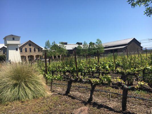 Silver Oak Cellars tour after Rutherford winery