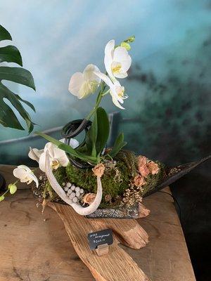 Orchid Arrangement