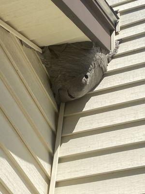 Bald faced hornets nest on the soffit of a client's home.