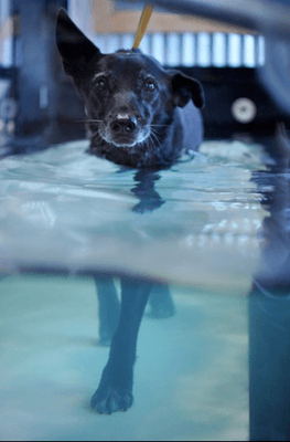 Patient exercises on the underwater treadmill.