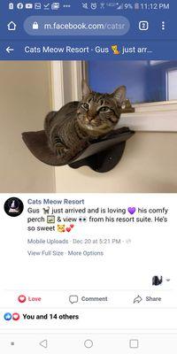 An image from Cat's Meow Resort's Facebook page updating me on my cat.