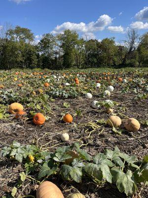 Pumpkins on the vine!!!