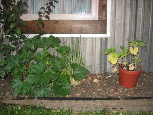 At 3 weeks: The zucchini (on left), the pumpkin in pot on the right.