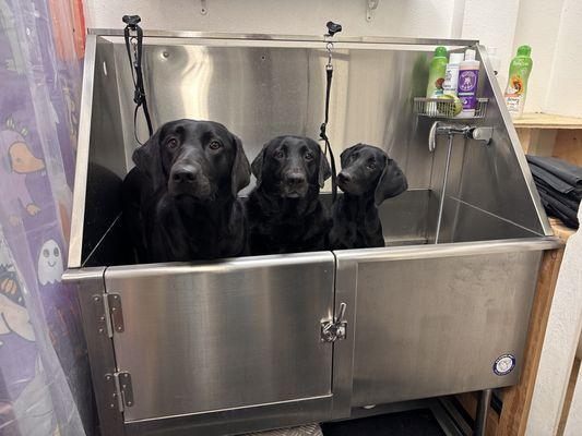 Family bath time for Penny, Stella, and Finnegan.