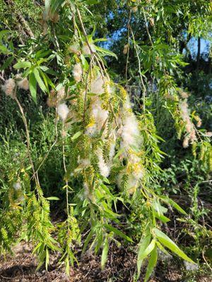 Willow tree catkins