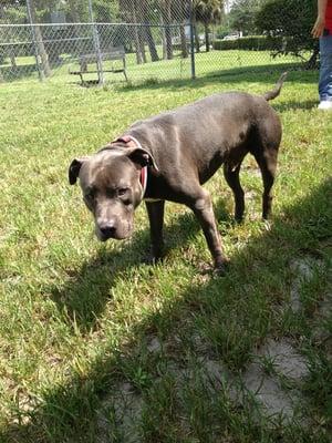 This 2 year old make pitbull is cool, calm, and cute! He'd make a great pet. Available now! 7/27/13