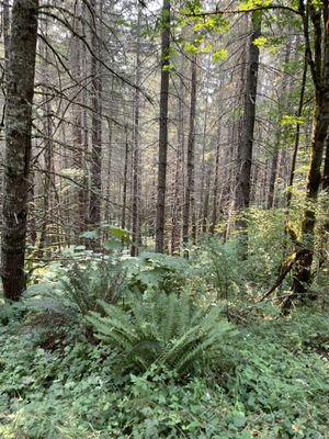 Forest picture from trail