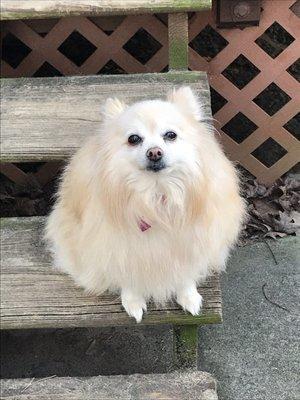 Dixie was rescued from a NYC shelter as a senior with the deadly pyometra. Pawsitively saved her, and we are her happy Pawrents.