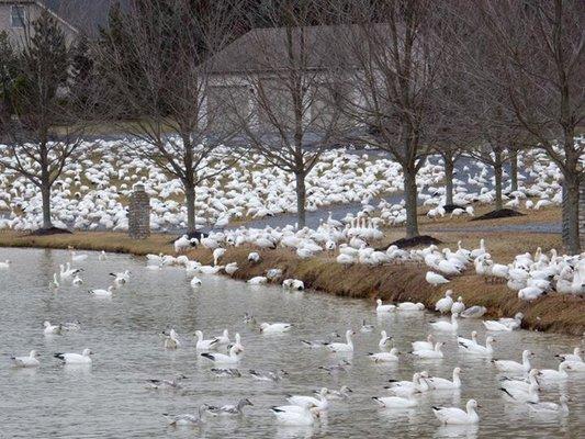 Snow geese passing through