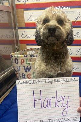 2022 Bark to School Day at Petsmart