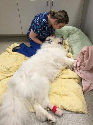 Post surgery. Kim, LVT, comforting Ms. Layla during her recovery