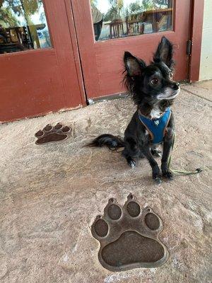 My boy waiting for his pupuchino on the outdoor patio.