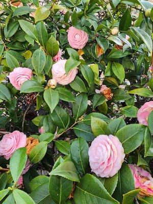 Beautiful camillia bush in the parking lot behind the building.