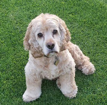 Andros after a bath and haircut at Grooms by the Bay---so handsome!!