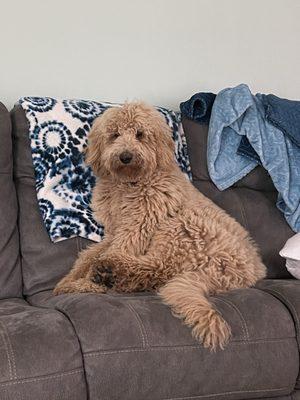 His before. Puppy rug.