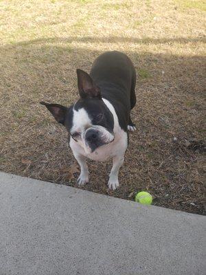 A cute picture of my Dog, who is so happy I'm feeling better due to Dr. Seif @ Texas GI Endoscopy Center