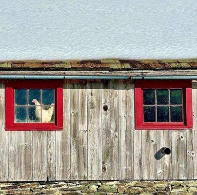 Barn type building with snow on the roof and red window sills and chicken in the window