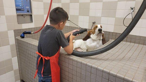 This dog wash is really handy. That is Bourbon the basset hound.