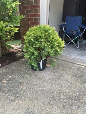 Golden Globe Arborvitae