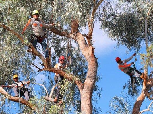 We at Eagles peak tree services specialists/arborist tree doctors total tree service. We do it all cutting down as well as saving them. Thes