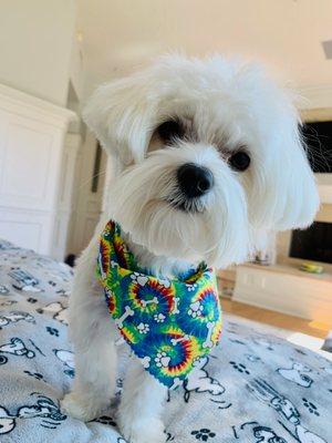 Freddie looking dapper after his monthly grooming. He came home wearing this festive bandana for his first birthday!