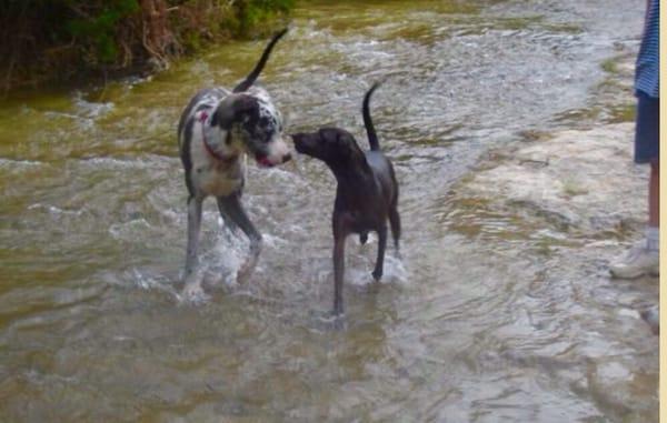 Doggie daycare