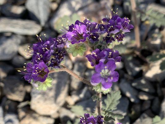 Spring flowers starting to bloom.