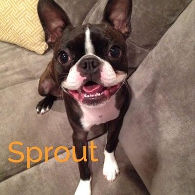 Chicago dog walking client Sprout