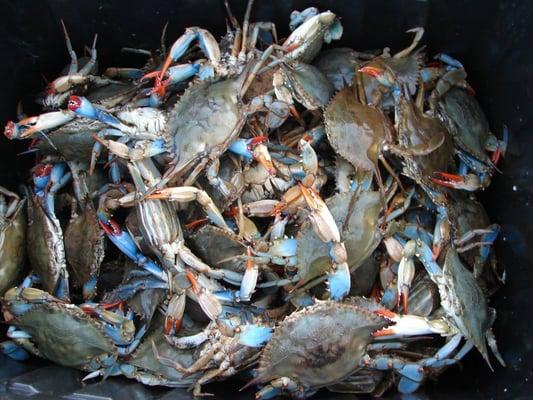 Chesapeake Bay Blue Claw Crabs