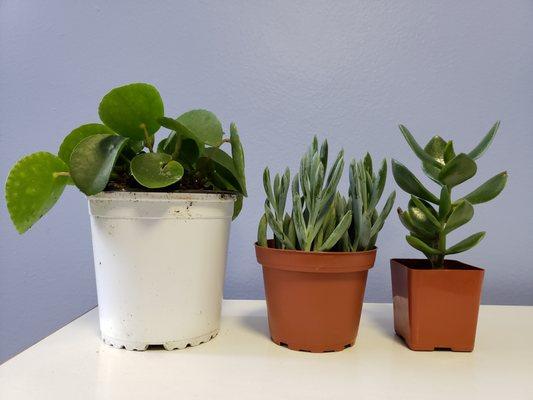 1-Pilea peperomioides - Pancake/UFO  2-Senecio - Blue Chalksticks 3-Jade - Diamond shape leaf