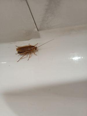 Roach 3