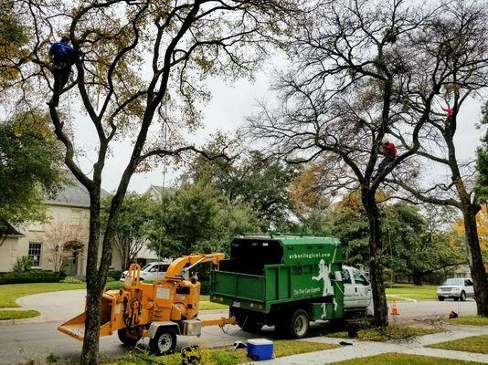 Arborilogical Tree Climbers skillfully pruning trees in the Fall of 2017