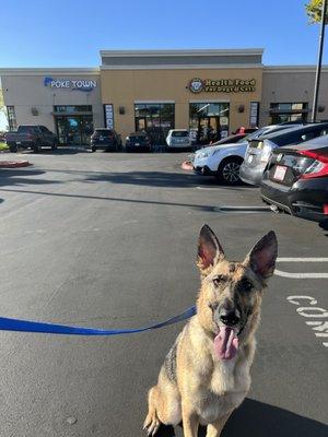 My happy dog after her wash and dry at Ben's Barketplace.