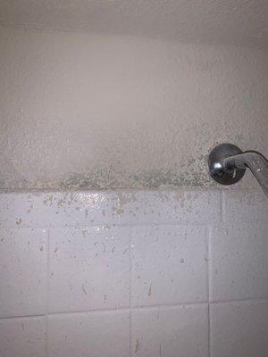 the way the apartment "fixed" the mold