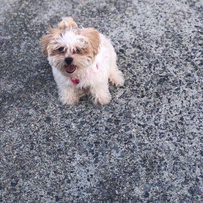 Before her cut . She's a Teddy bear bread . Shihtzu & Bison Frise mix.