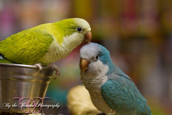 Quaker Parrot babies