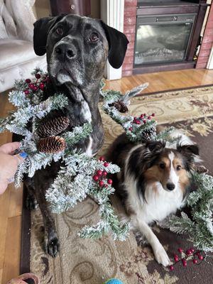 Stella and Charlotte love Animal Hospital of Oshkosh...and Christmas.