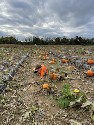 Pumpkin patch. These were the little pumpkins, they had another patch with big pumpkins