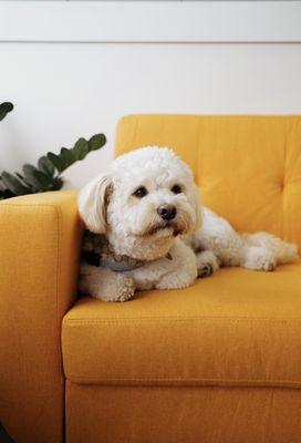 Butter on the lobby couch