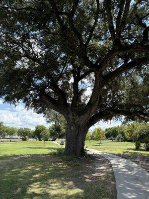 One of the oldest oak trees in the city. Notice the younger plantings this back 9.