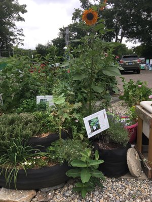 Demonstration garden in a parking lot island.