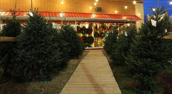 Our wide aisles and eye for safety make an ideal place for families to come spend time finding the perfect tree