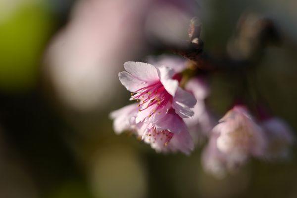 2024 Cherry blossoms (Grove is 1/2 mile past the park.  Trees in the park, and botanical garden starting to bloom.  01.06.2024