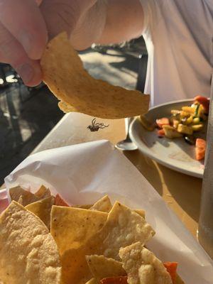 Fried spider in the basket of chips