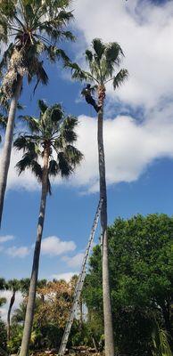 Palm trimming