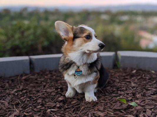 Einstein before getting groomed!