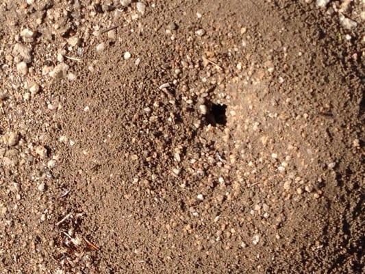 Entry to an ant colony on a walk way.