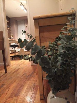 Fresh Foliage and Warm Touches Ready to Greet You at Elm Boutique Spa